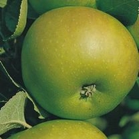 Apple Tree - Bramley (Clone 20)