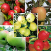 Apple Tree Collection