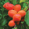 Apricot Tree - Tomcot