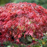 Bare Root Shrub Collection