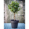 Bay Double Twisted Stem Tree
