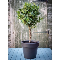 Bay Double Twisted Stem Tree
