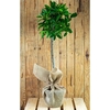 Bay Tree Gift