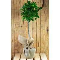 Bay Tree Gift