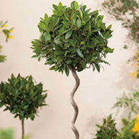Bay Twisted Stem Tree