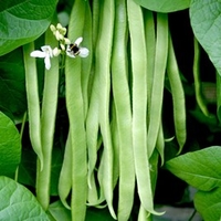 Bean (Runner) Plants - Moonlight