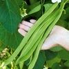 Bean (Runner) Seeds - Moonlight