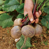 Beetroot Plants - Boltardy