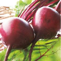Beetroot Plants - Boltardy