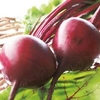 Beetroot Seeds - Boltardy