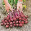 Beetroot Seeds - F1 Action