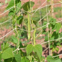 Biodegradable Netting 2 X 5m