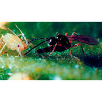 Biological Control Aphids