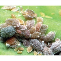 Biological Control Mealybug