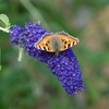 Buddleja Buzz Indigo