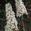 Buddleja Buzz Ivory