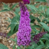 Buddleja Buzz Magenta