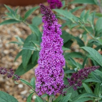 Buddleja Buzz Magenta