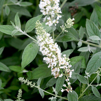 Buddleja dav. WHITE CHIP