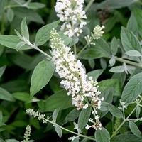 Buddleja dav. WHITE CHIP