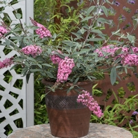 Buddleja Pink Cascade