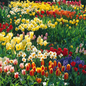 Bumper Spring Bulbs - Collection