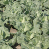 Cabbage Plants - Regency