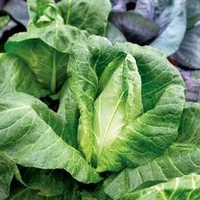 Cabbage Seeds - F1 Hispi