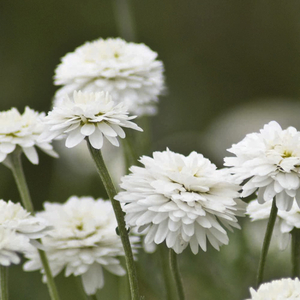 Chamomile Double Plants