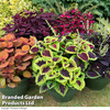 Coleus Collection