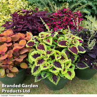 Coleus Collection