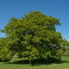 Common Oak
