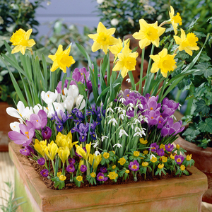 Container Bulb Collection