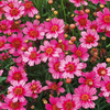 Coreopsis Garnet Plants