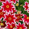 Coreopsis Plant - Ruby Frost