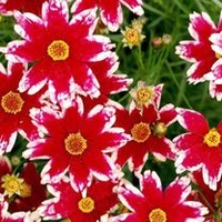 Coreopsis Plant - Ruby Frost