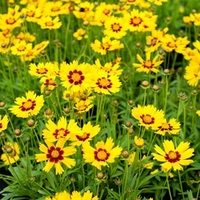 Coreopsis Plants - Sunkiss