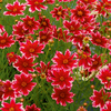 Coreopsis Ruby Frost Plants