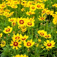 Coreopsis Sunkiss