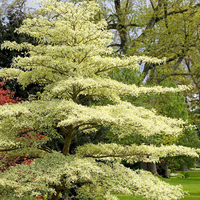 Cornus Controversa Variegata