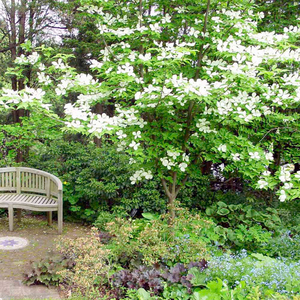Cornus florida Rainbow