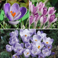 Crocus Bicolour Mix