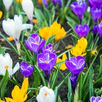 Crocus Botanical Mix