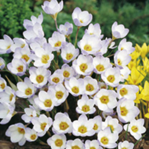 Crocus Bulb Collection