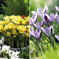 Crocus Bulbs - Twin Pack