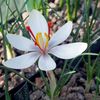 Crocus Cartwrightianus