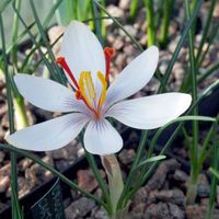 Crocus Cartwrightianus