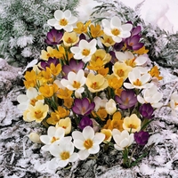 Crocus Winter Mix