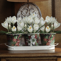 Crocuses - White