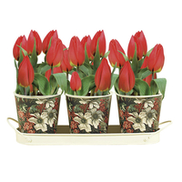 Crocuses White - with Patterned Containers